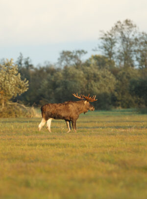 Elch by Jarek Jõepera