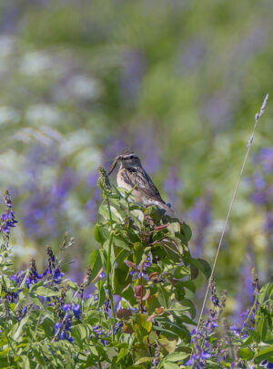 Braunkehlchen by Martin Rutz