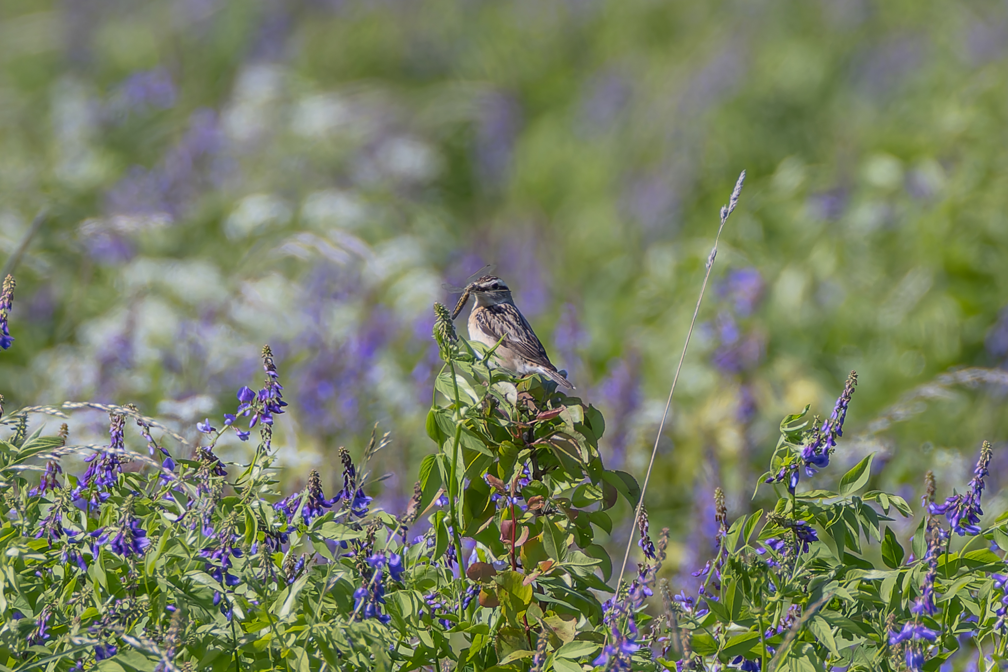 Braunkehlchen by Martin Rutz
