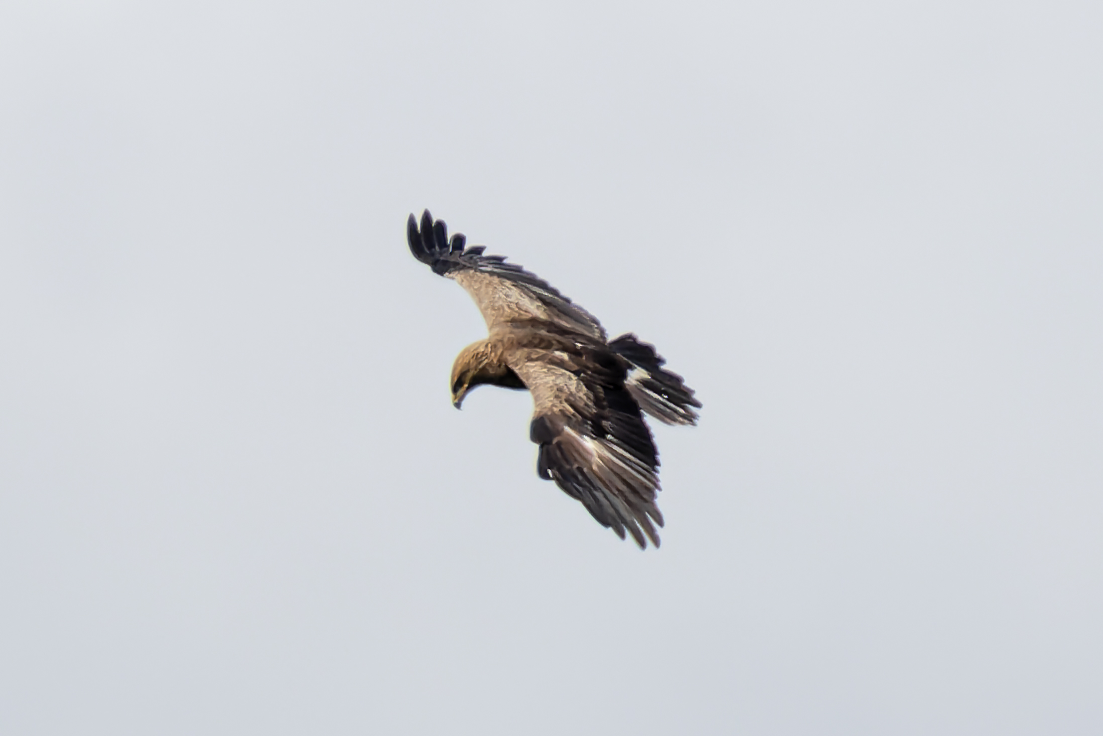 Schreiadler by Martin Rutz