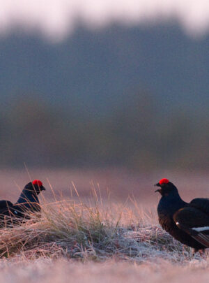 Birkhahn balz by Ingmar Muusikus