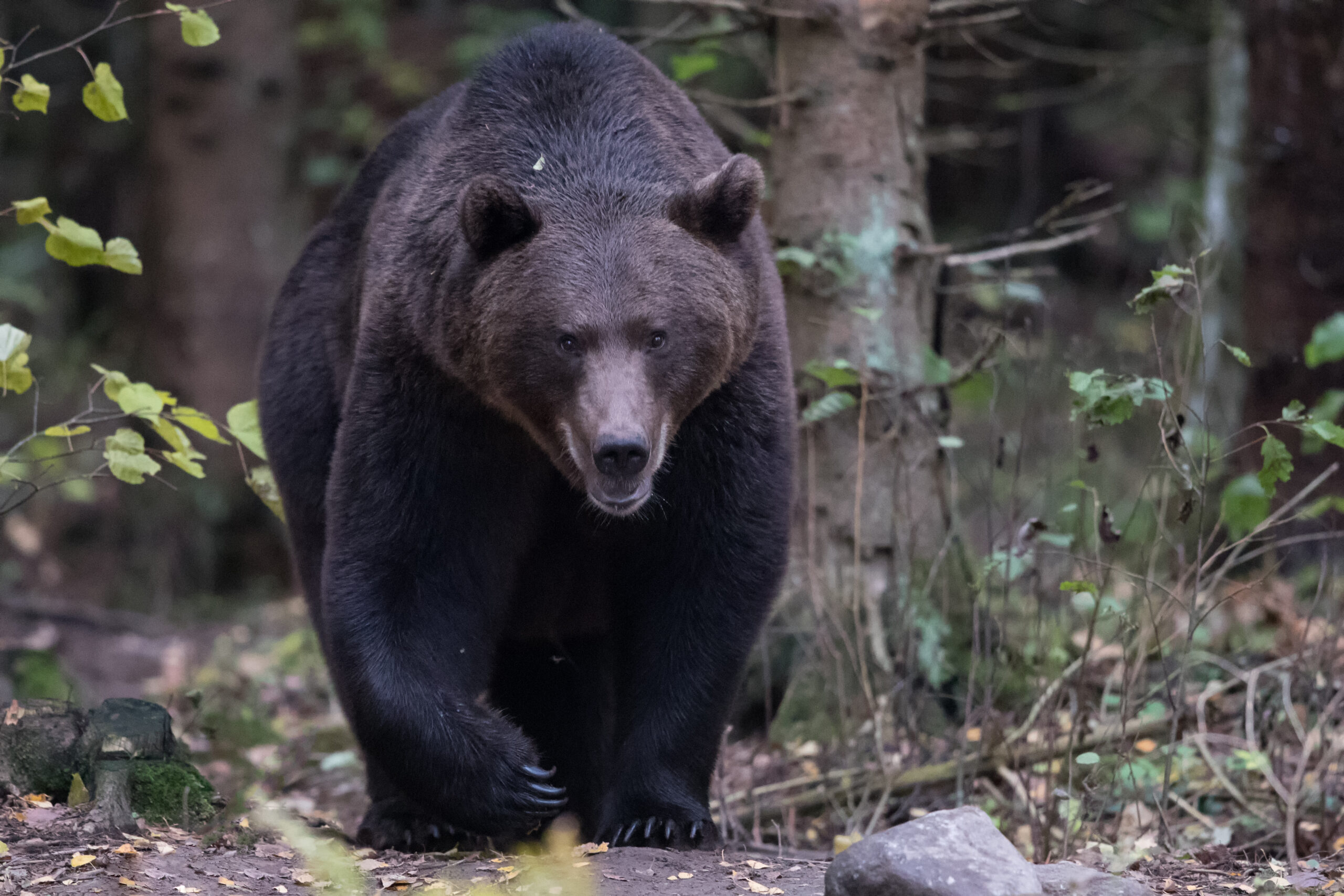 Braunbär_ by Gerlach Photography1DX2_5484