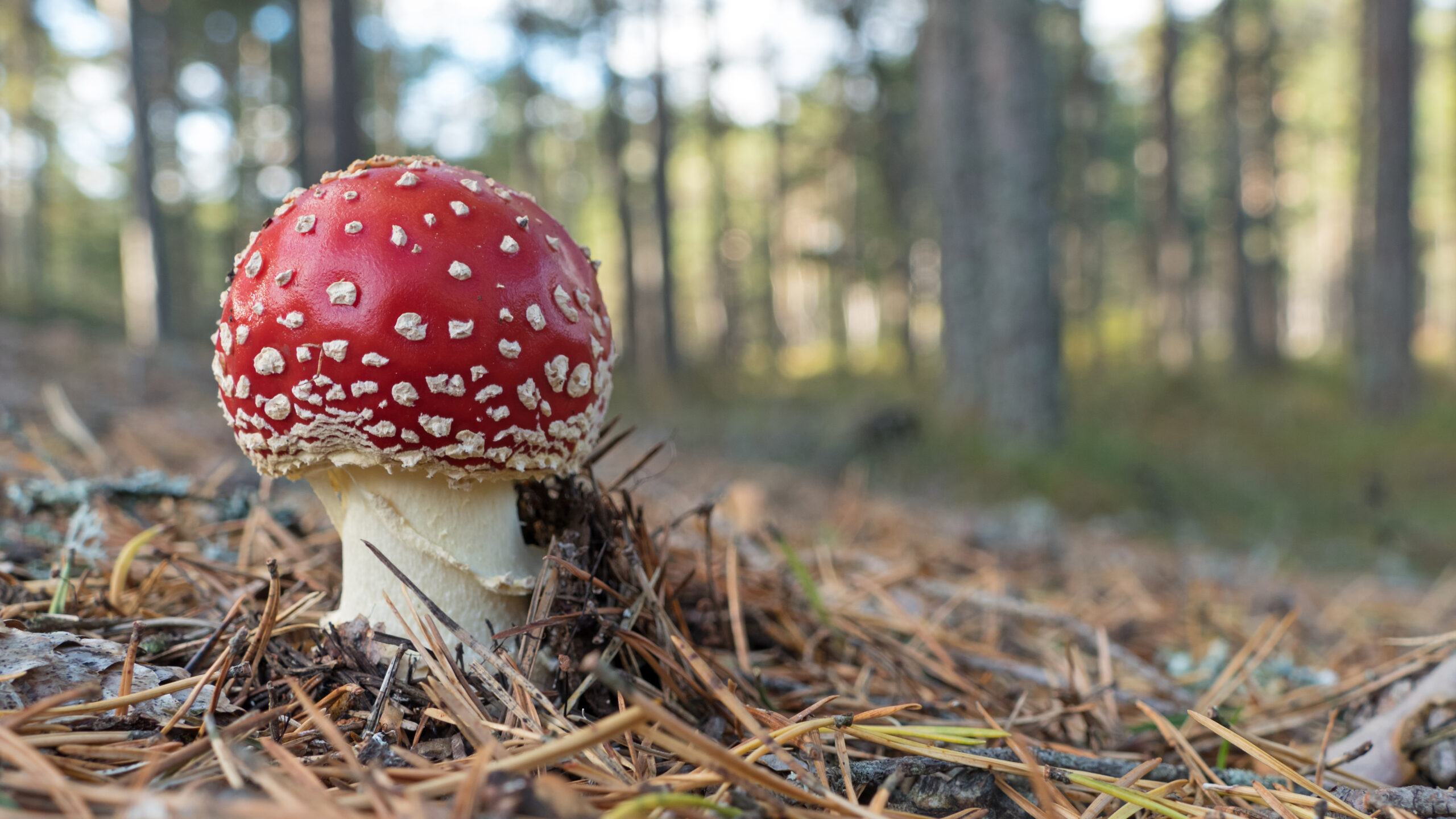 Fliegenpilz