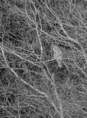 Habichtkauz by Jarek Jõepera (2)