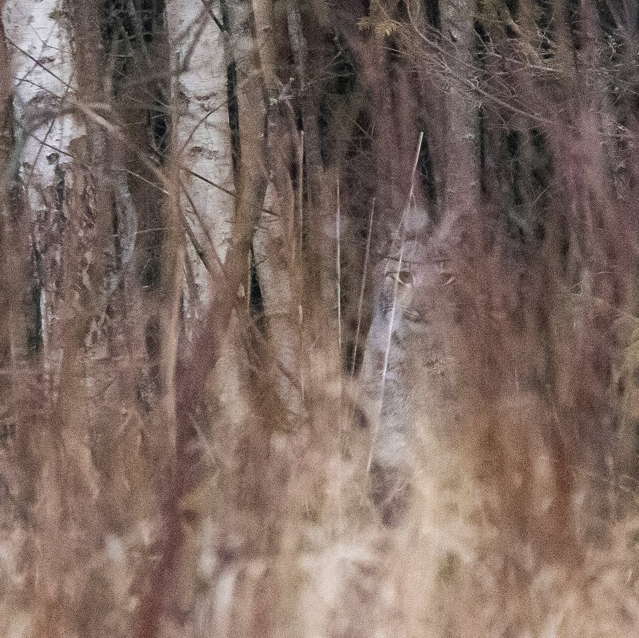 Luchs by M.Piispea