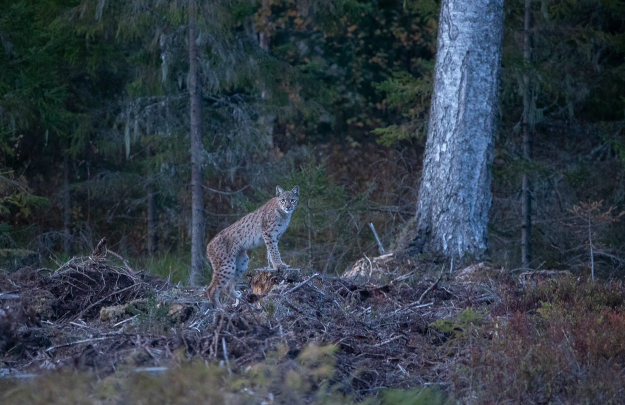 Luchs im Lahemaa by M.Piispea