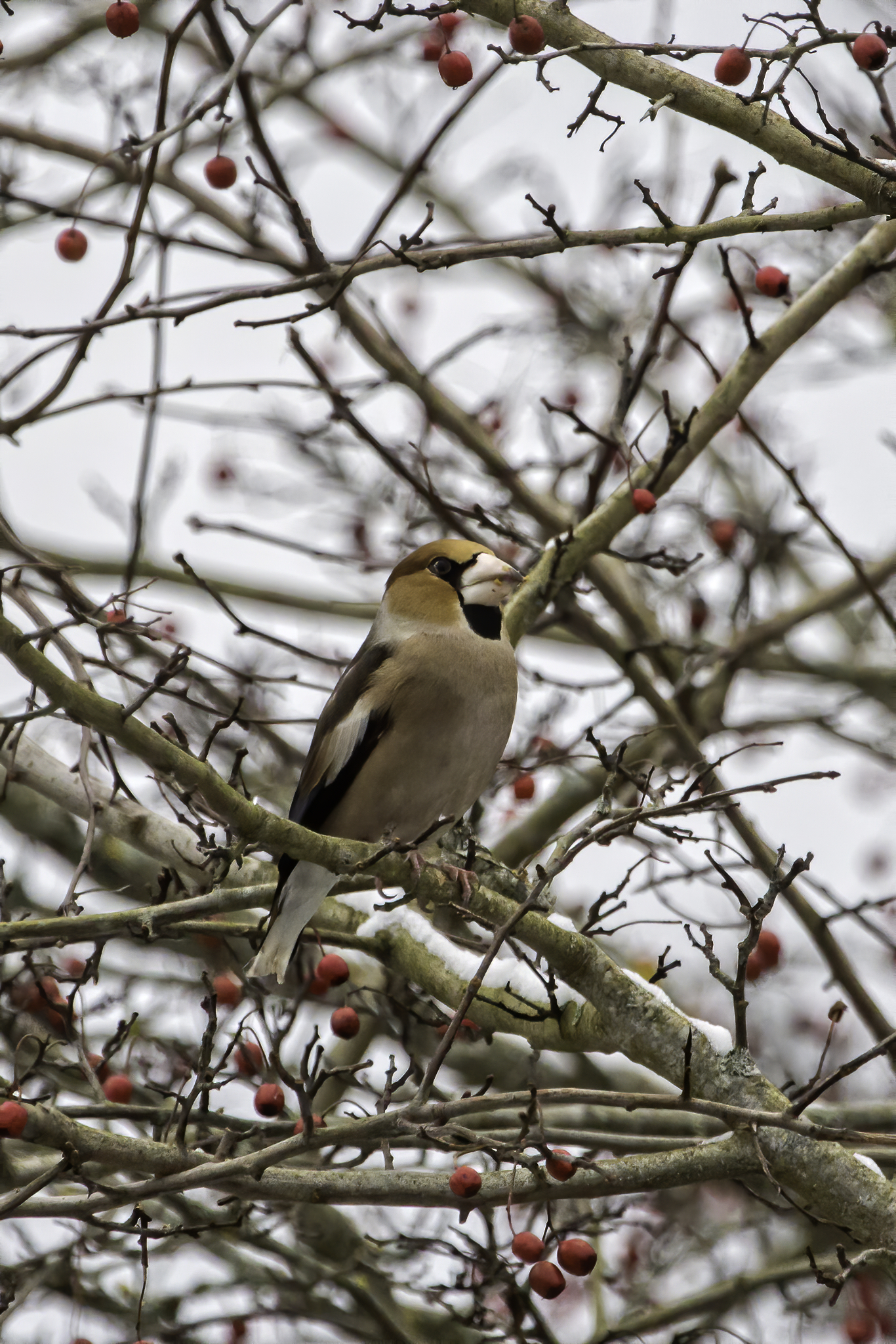 Kernbeiser_ by Janne_Põlluaas