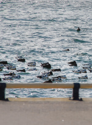 Scheckenten gleich neben hafen