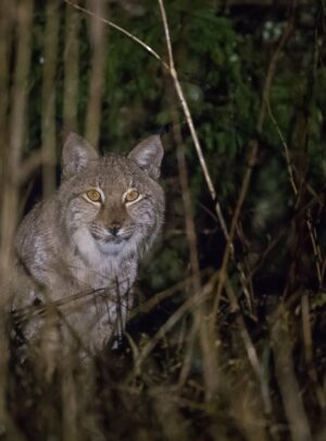Luchs by M.Piispea