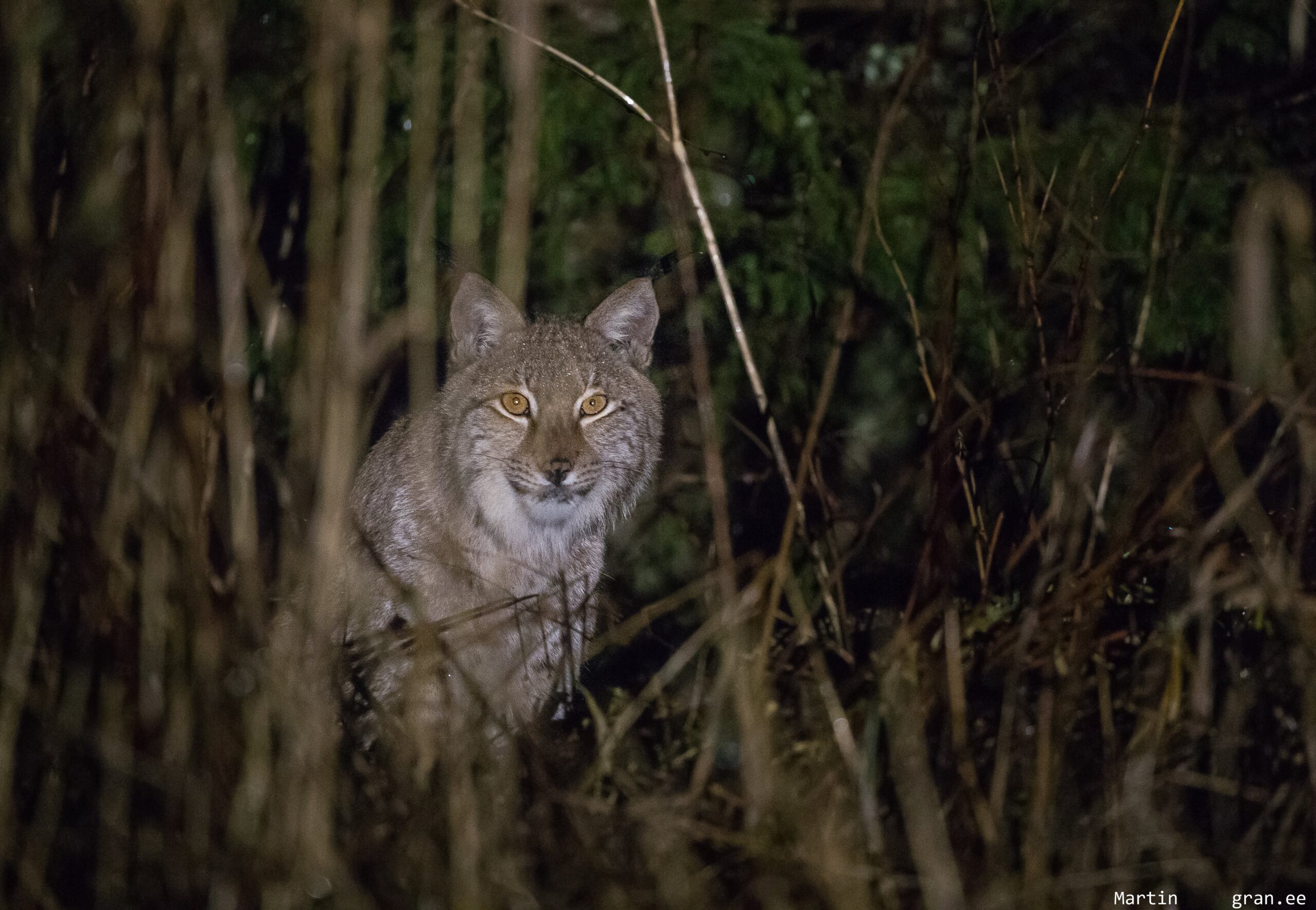 Luchs by M.Piispea