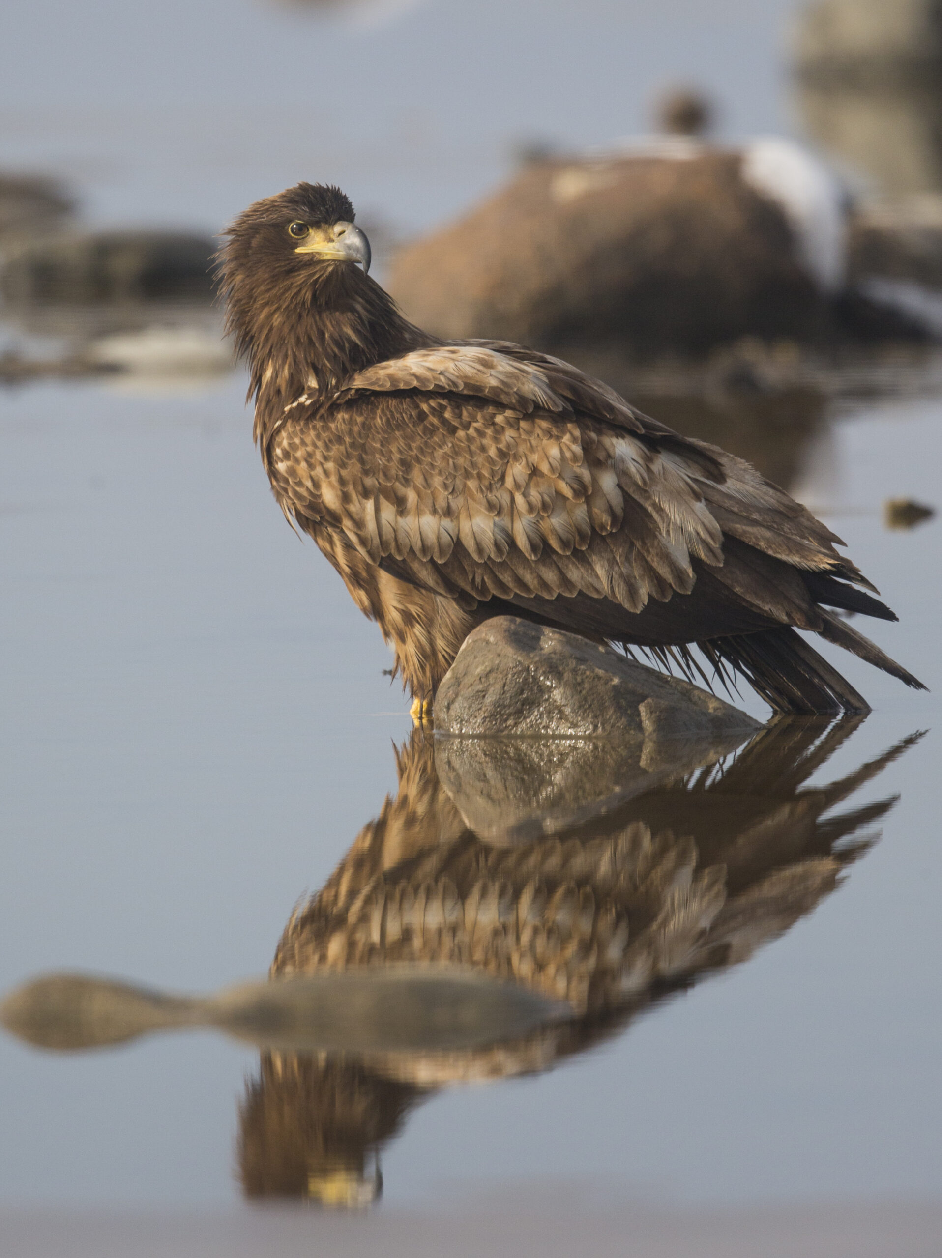 Seadler by MK_09.03.16_0304-3
