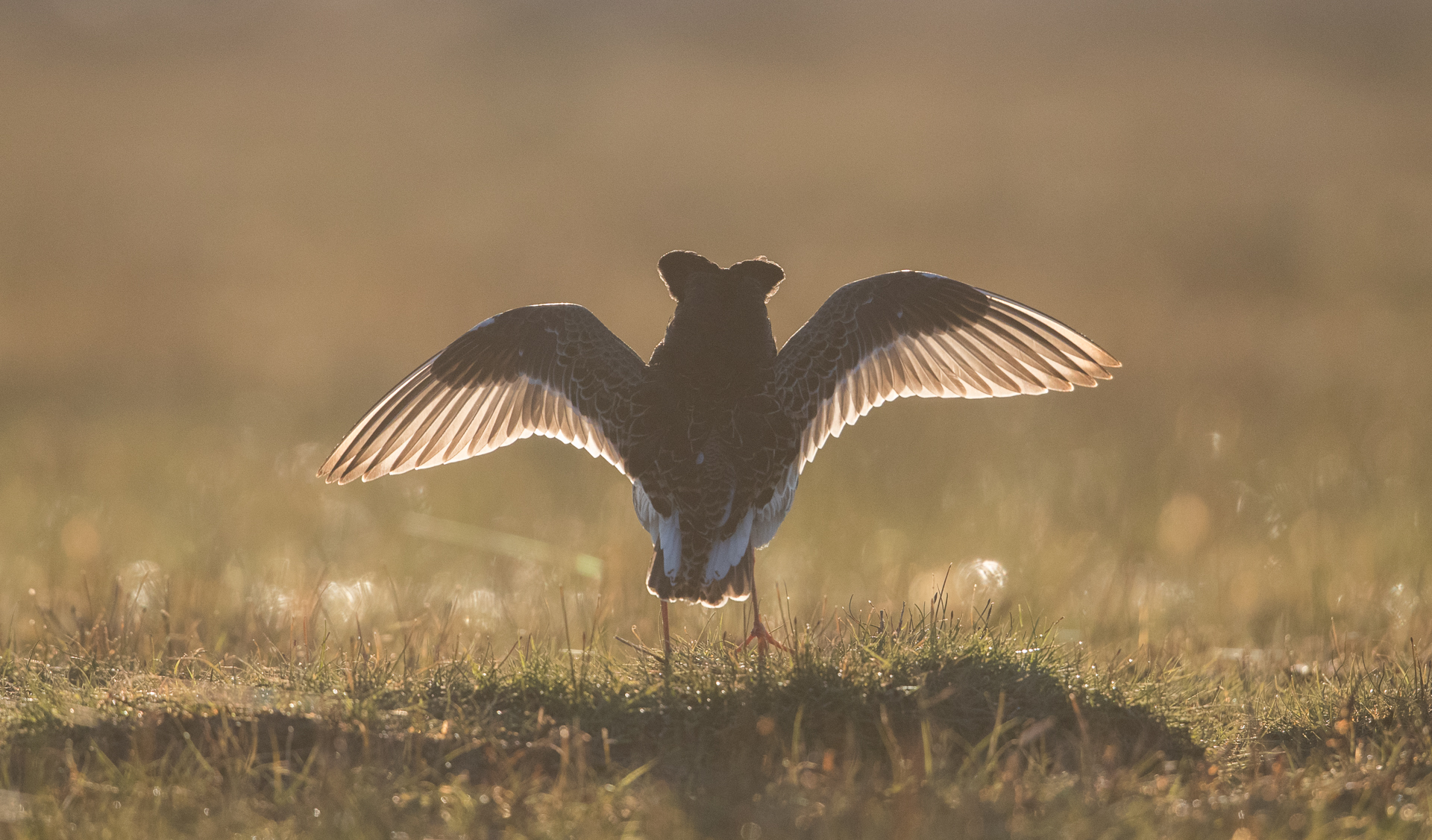 kampfläufer by MK_16.05.17_0503