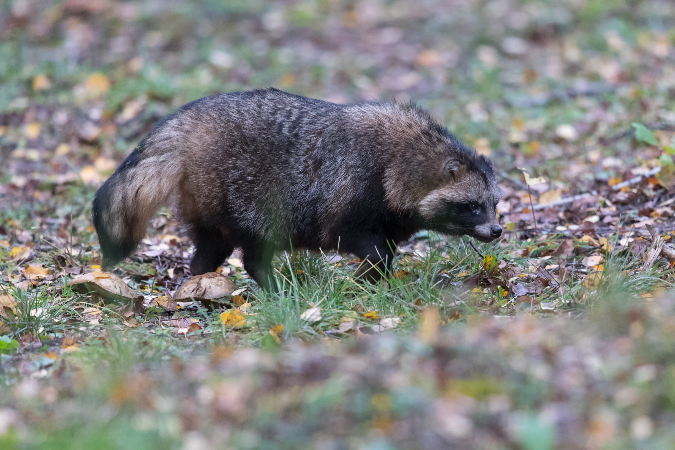 Maderhund by Gerlach Photography
