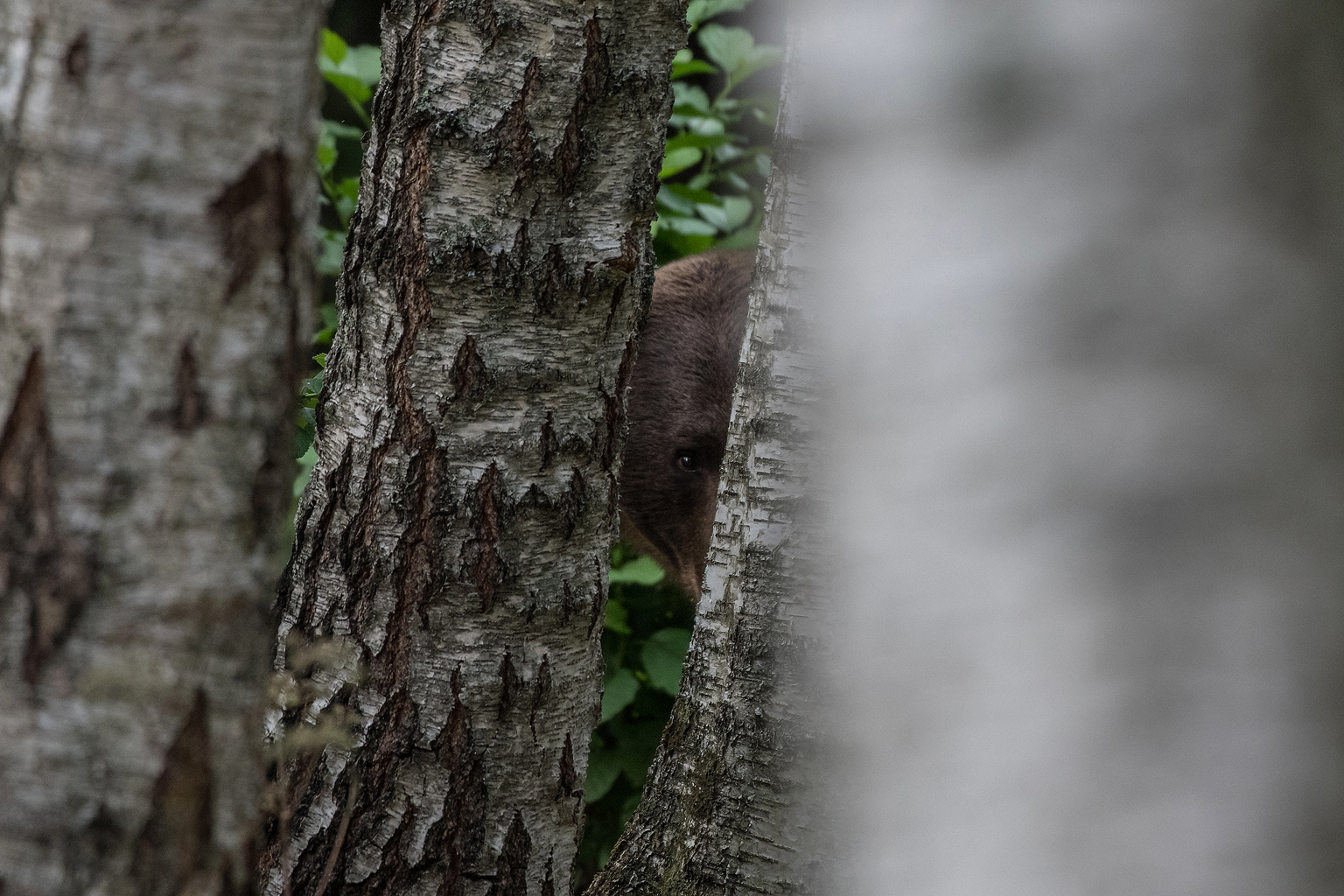 Braunbär by Klaas Huwel 3