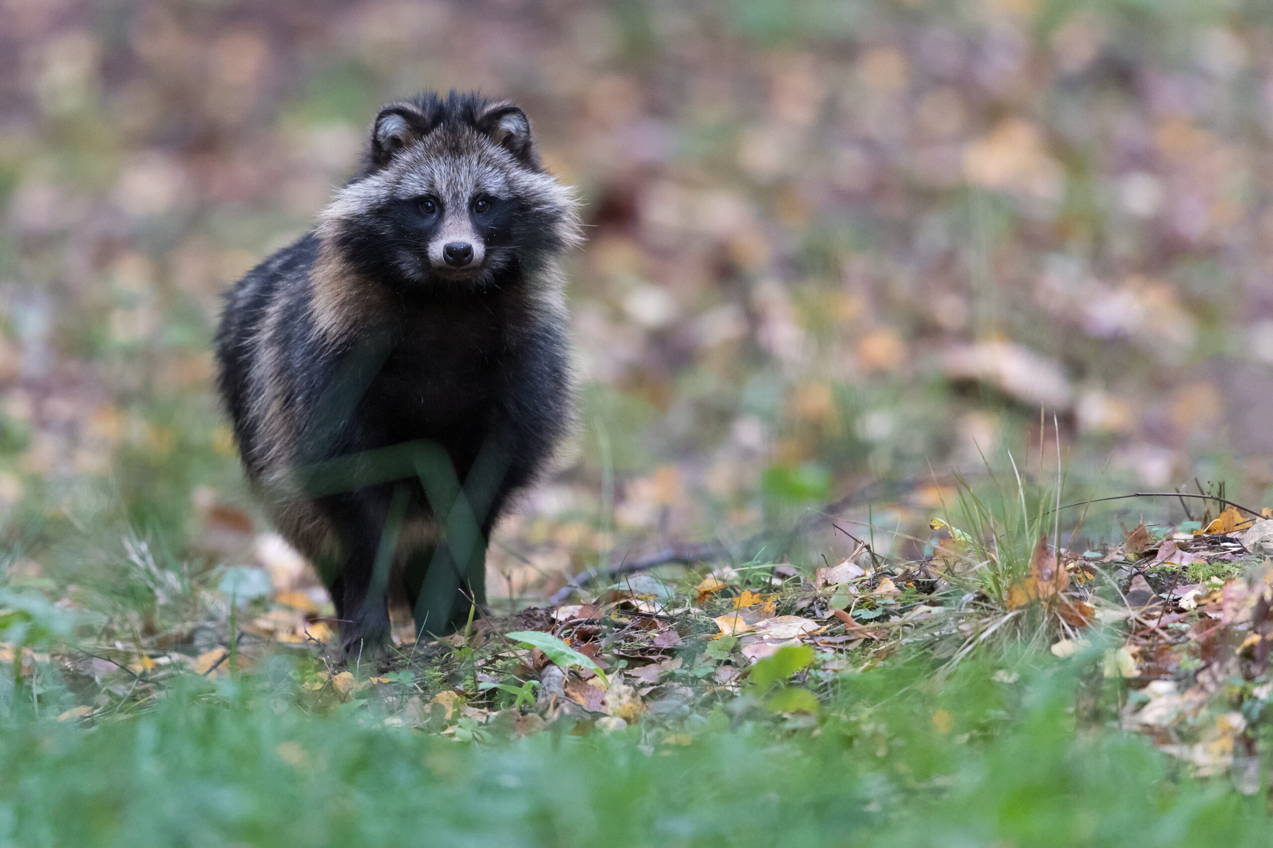 Raccoon Dog by Gerlach Photography