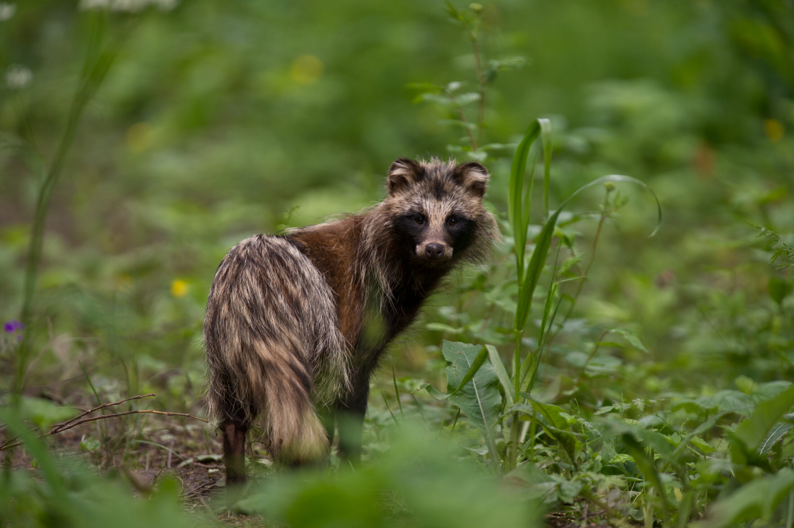 Raccoon Dog by Tarmo Sammal