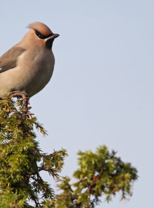 Seidenschwanz_by Gerlach Photography
