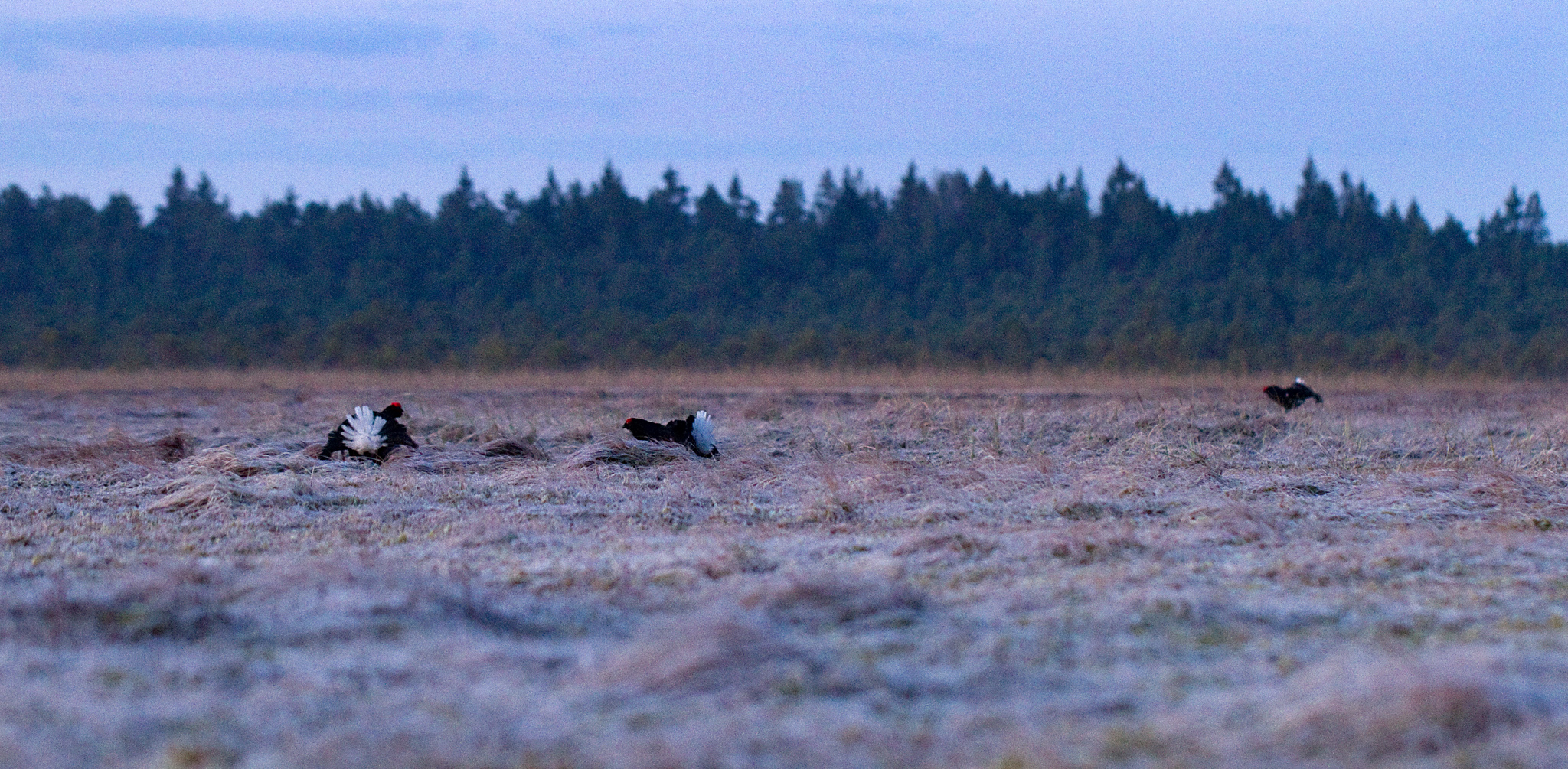 Birkhahnbaklz by Ingmar Muusikus