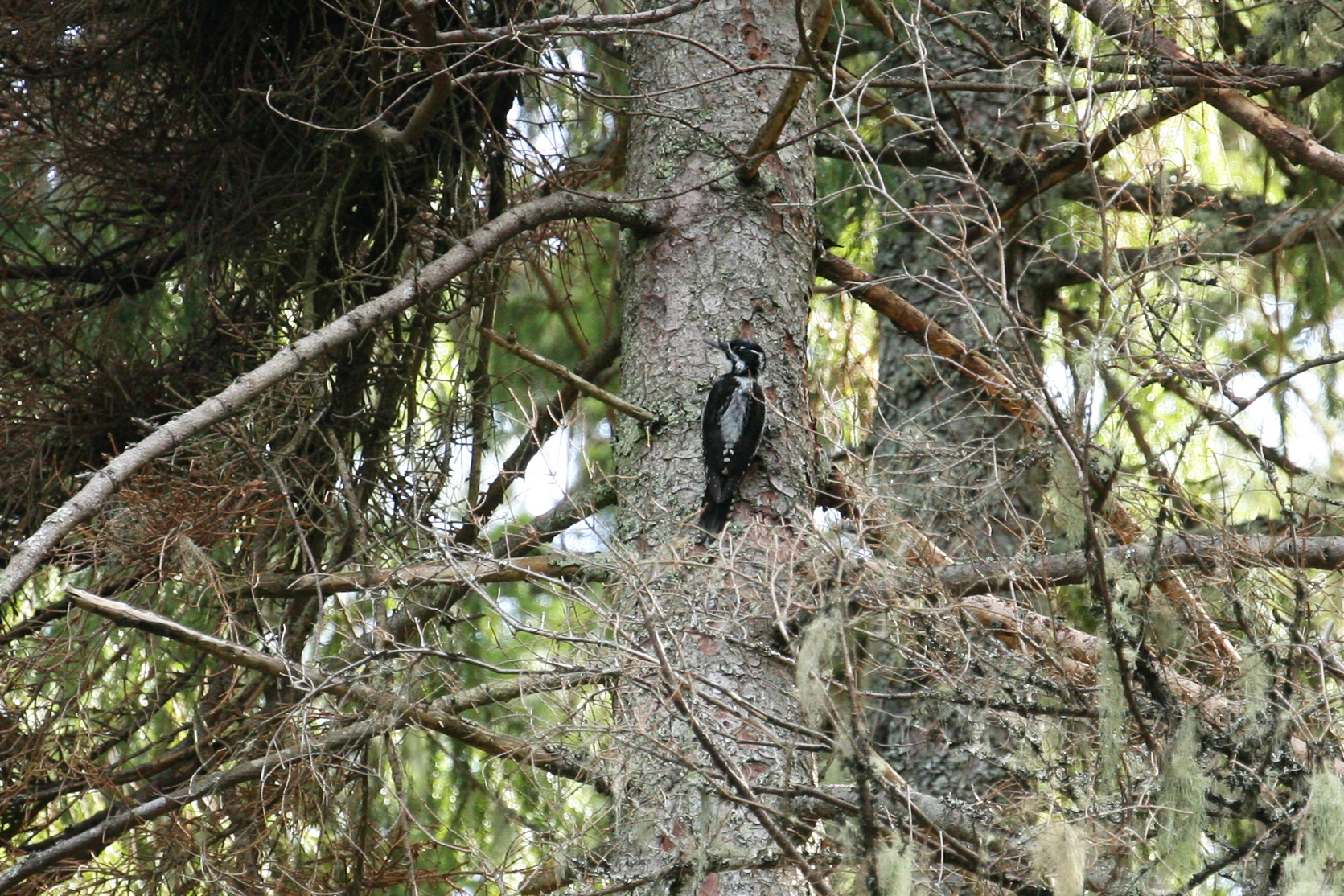 Three-toed Woodpecker 01 [f] (Picoides tridactylus)_Ueli Weber