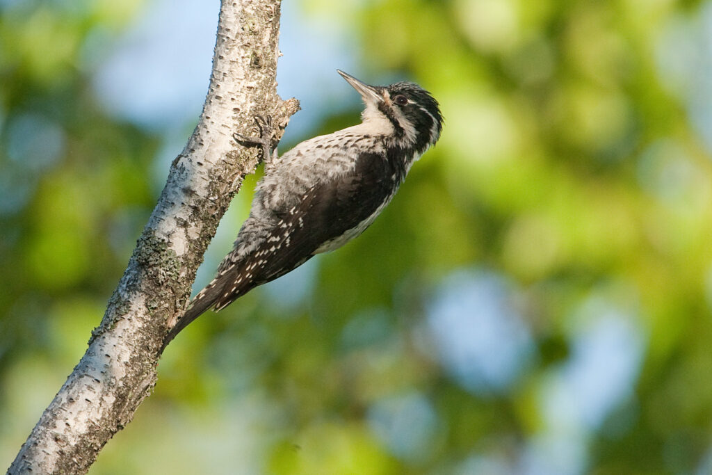 Three-toed Woodpecker by Ingmar Muusikus