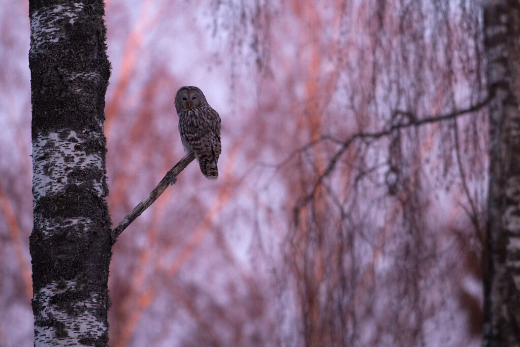 Ural Owl by Ingmar Muusikus