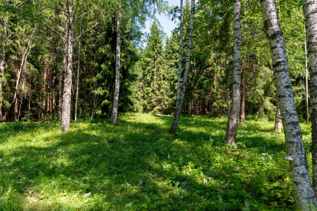 View from window of Bear Watching hide to the forest side