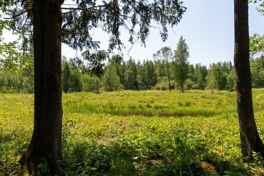 View from window of Bear Watching hide to the stream side