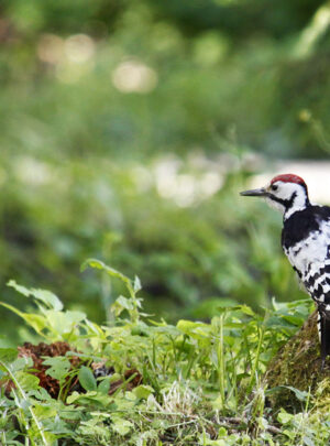 Weissrückenspecht valgeselg kirjurähn 2 (1)