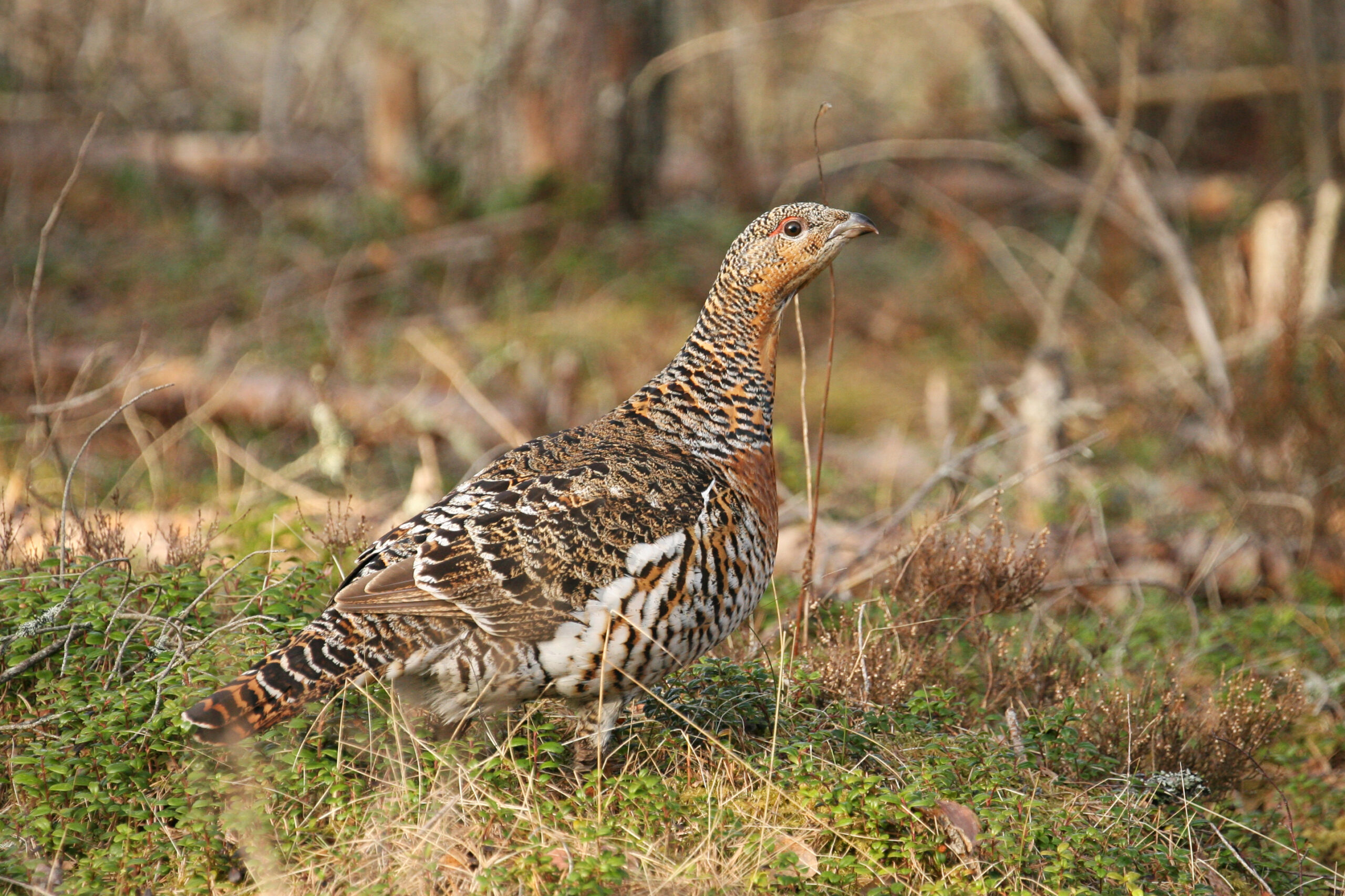 Western Capercaillie 02 [f] (Tetrao urogallus)_by Ueli Weber