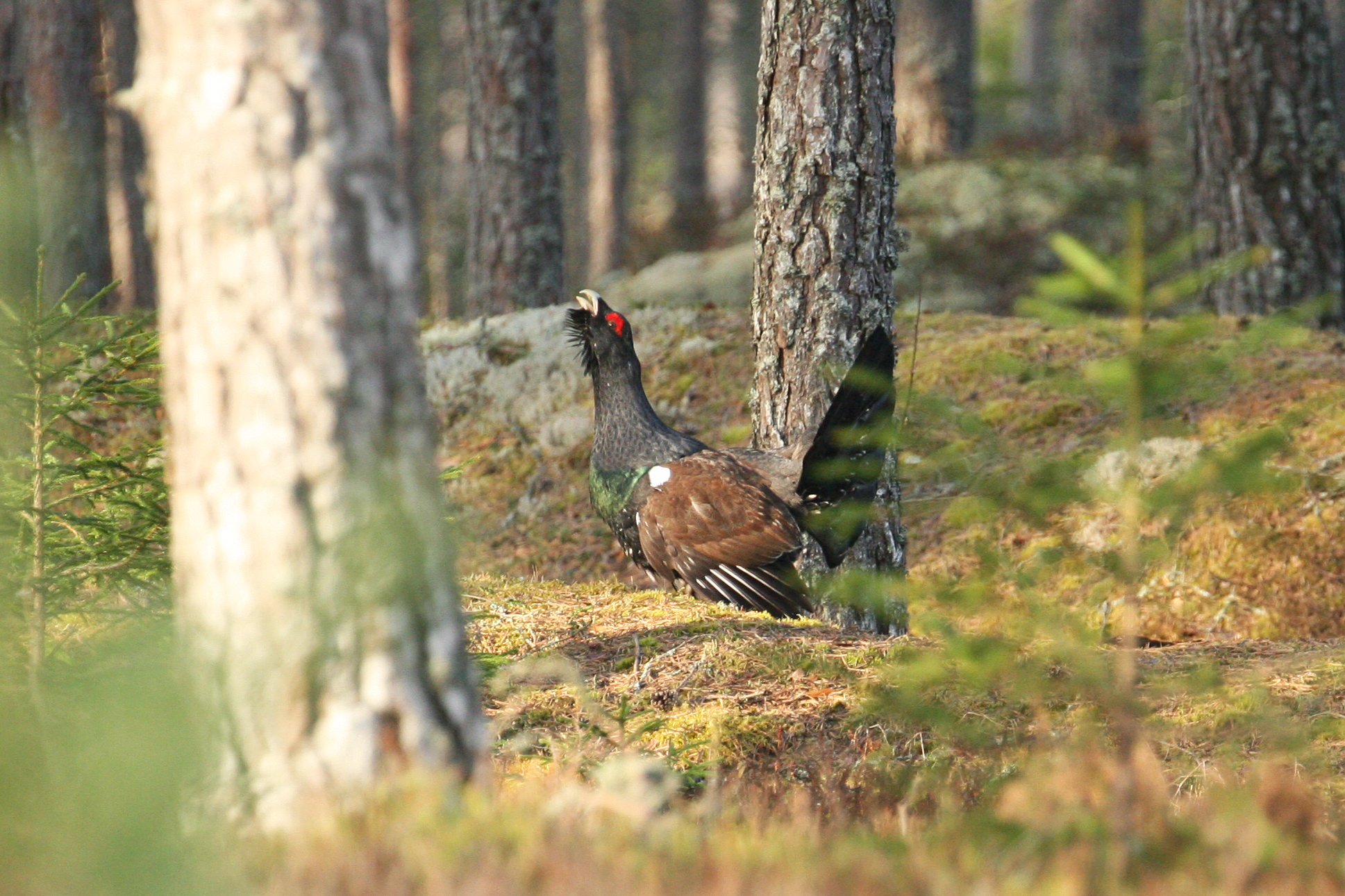 Western Capercaillie 03 [m] (Tetrao urogallus)_by Ueli Weber