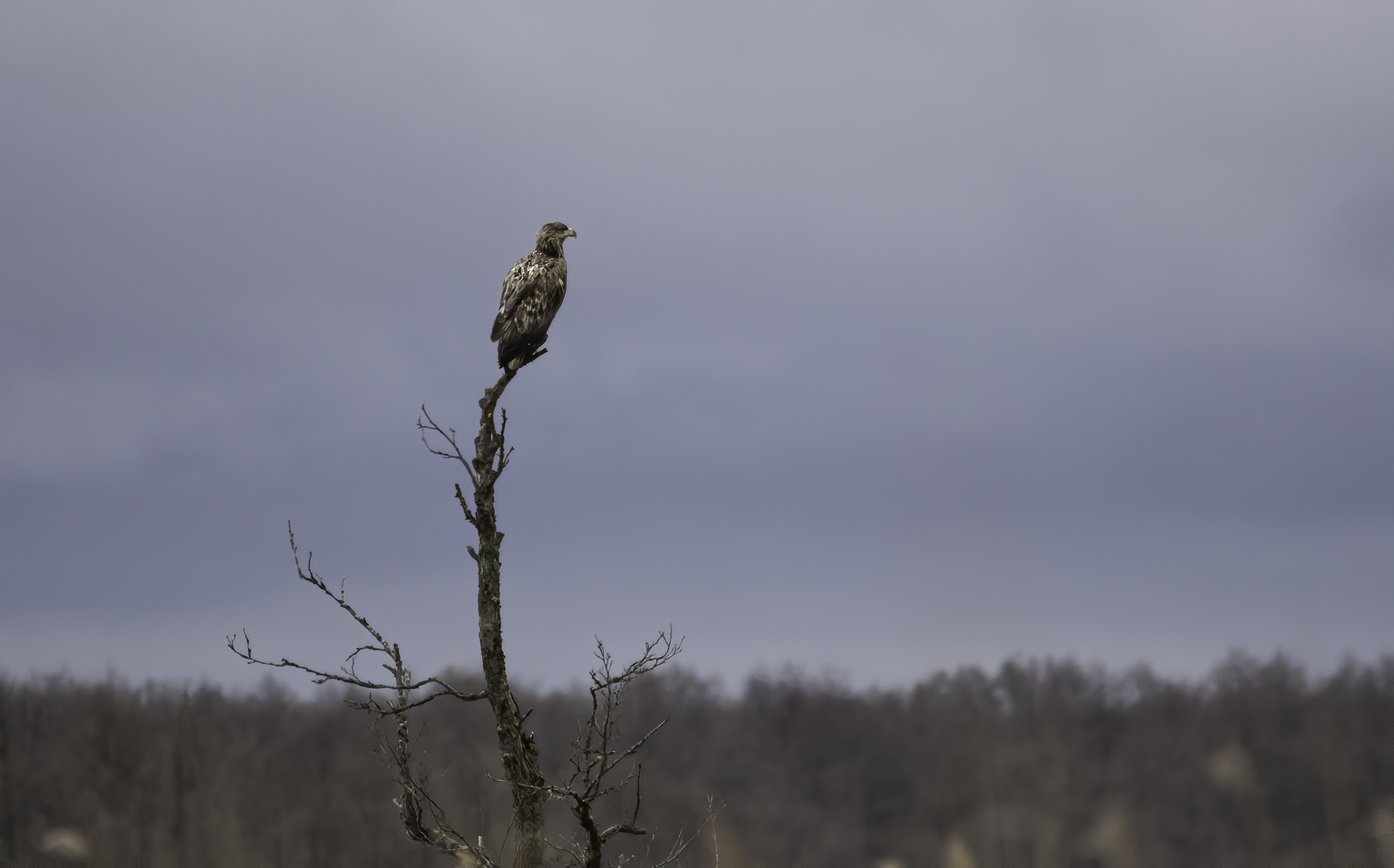 White-tailed Eagle by_Janne_Põlluaas