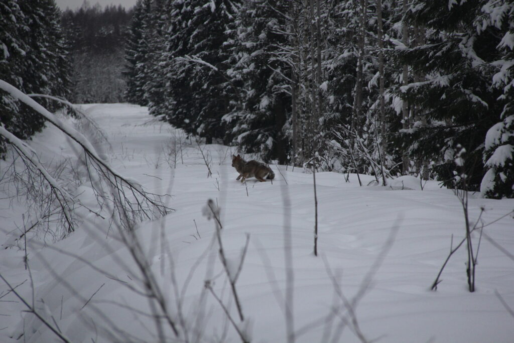Wolf in Soomaa National Park (3)