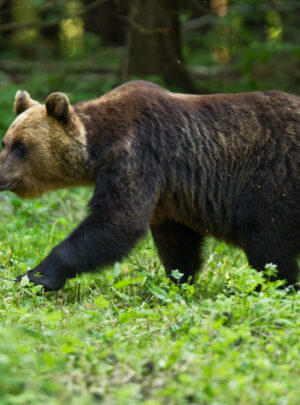 Braunbär by Tarmo Sammal