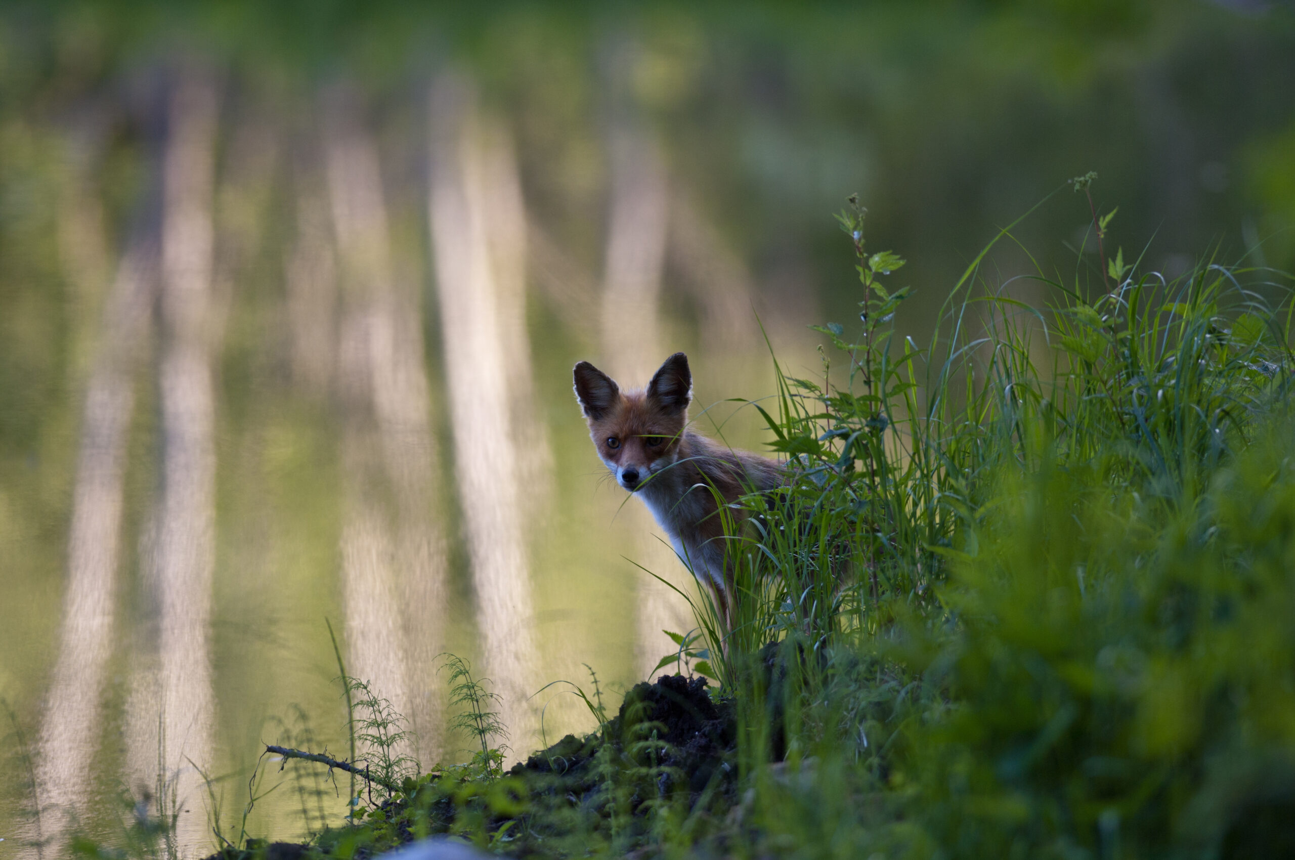 Fuchs by Tarmo Sammal 2