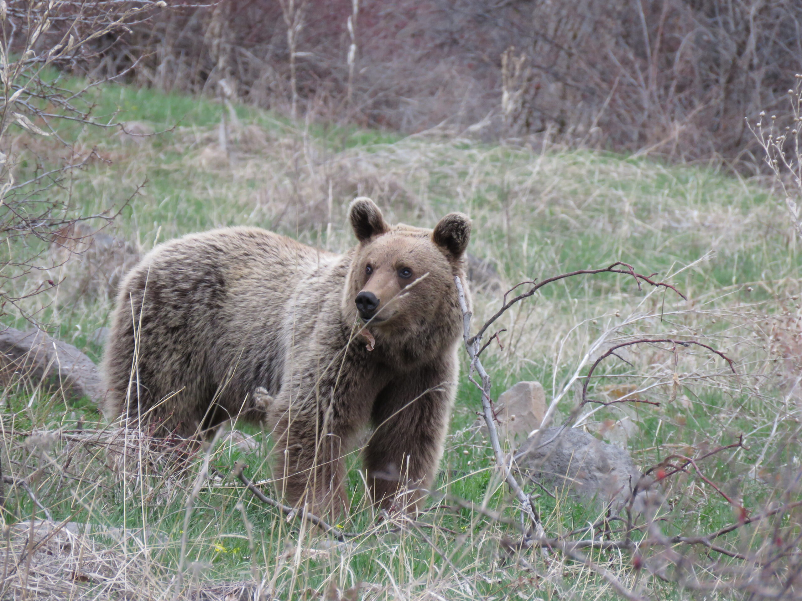 Bear (1)