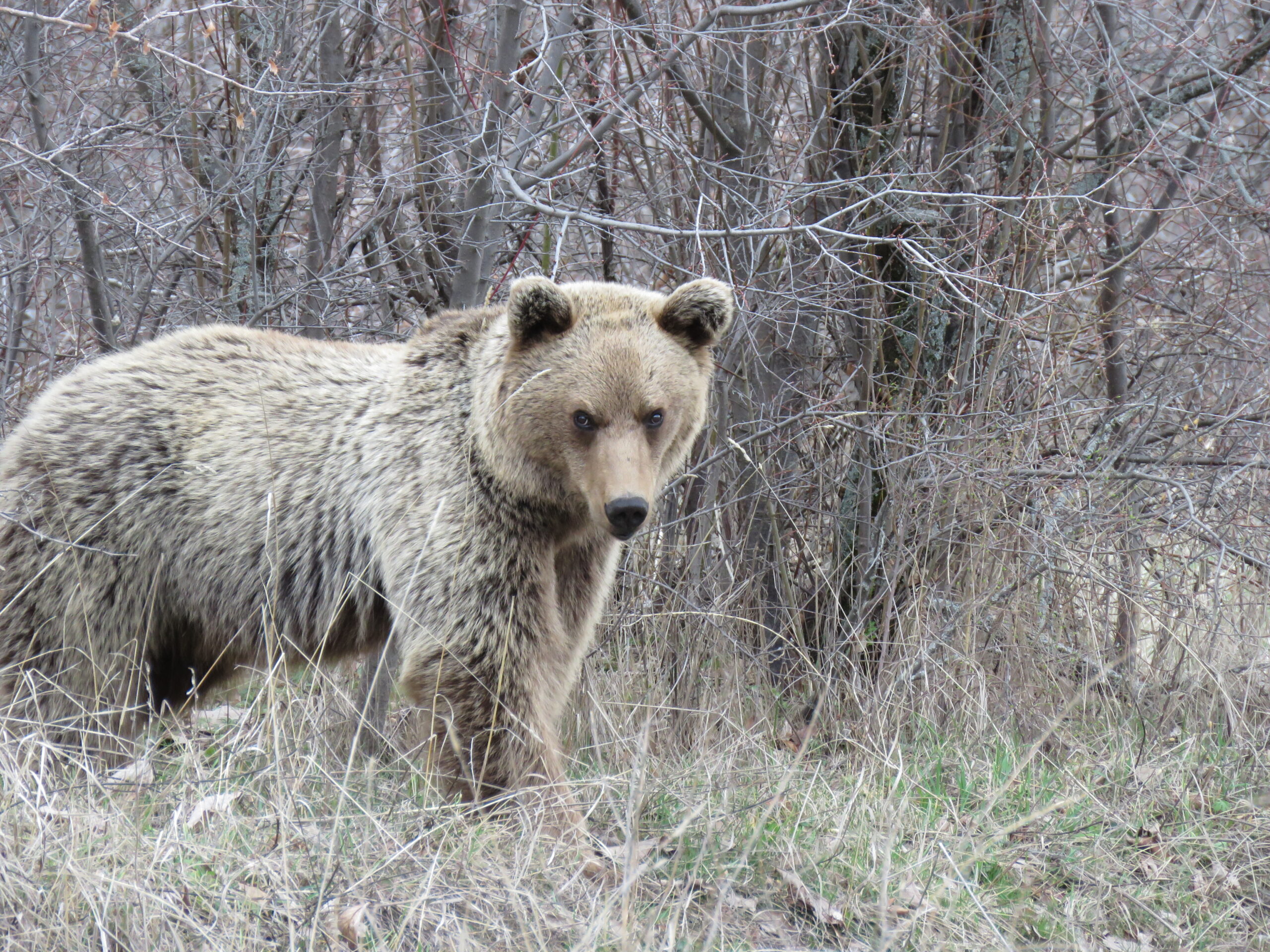 Braunbär Arenien