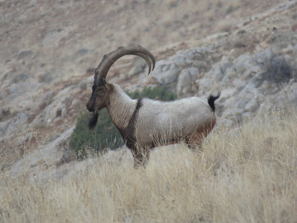 Bezoar goat (2)
