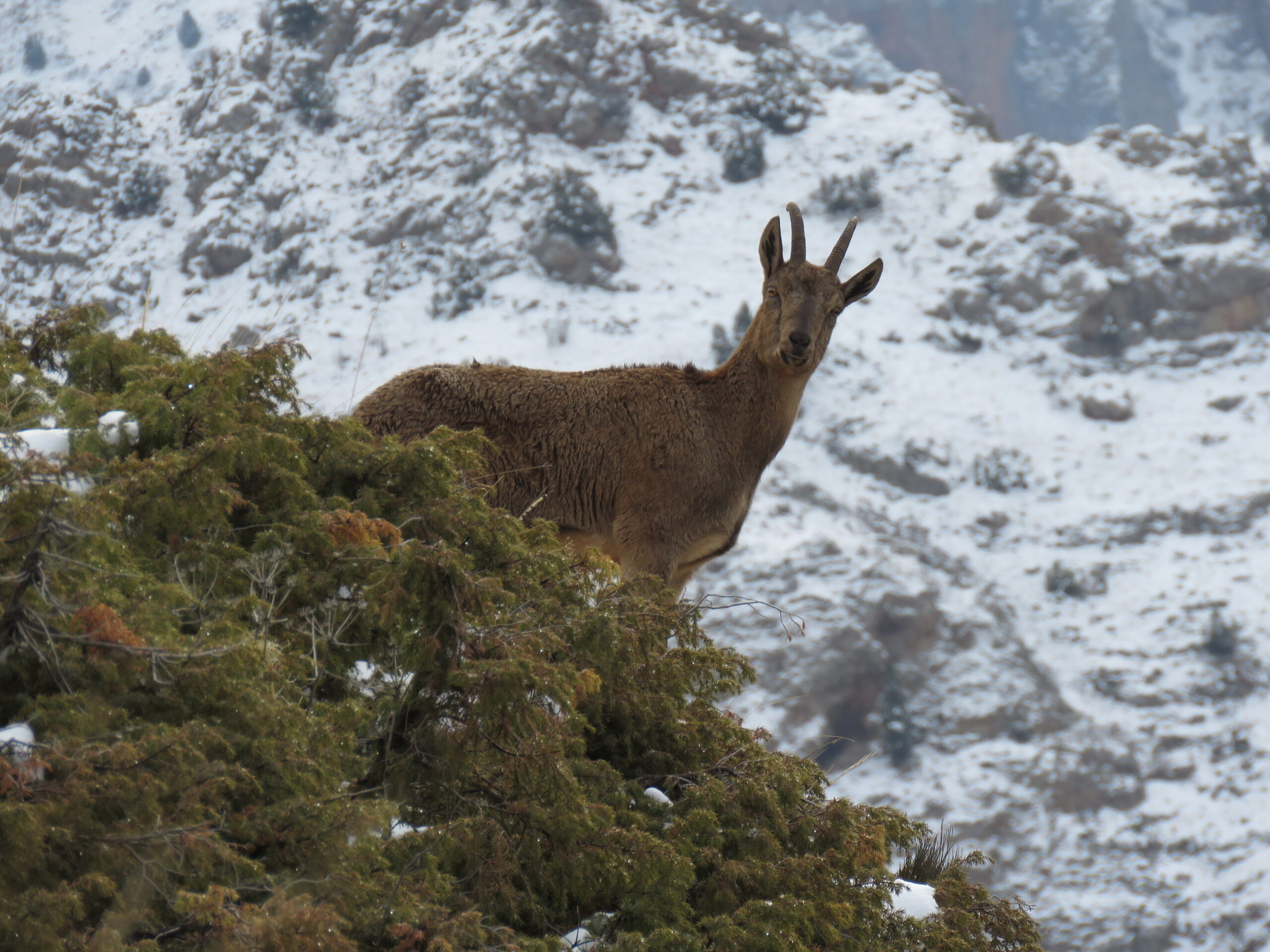 Bezoar goat (3)