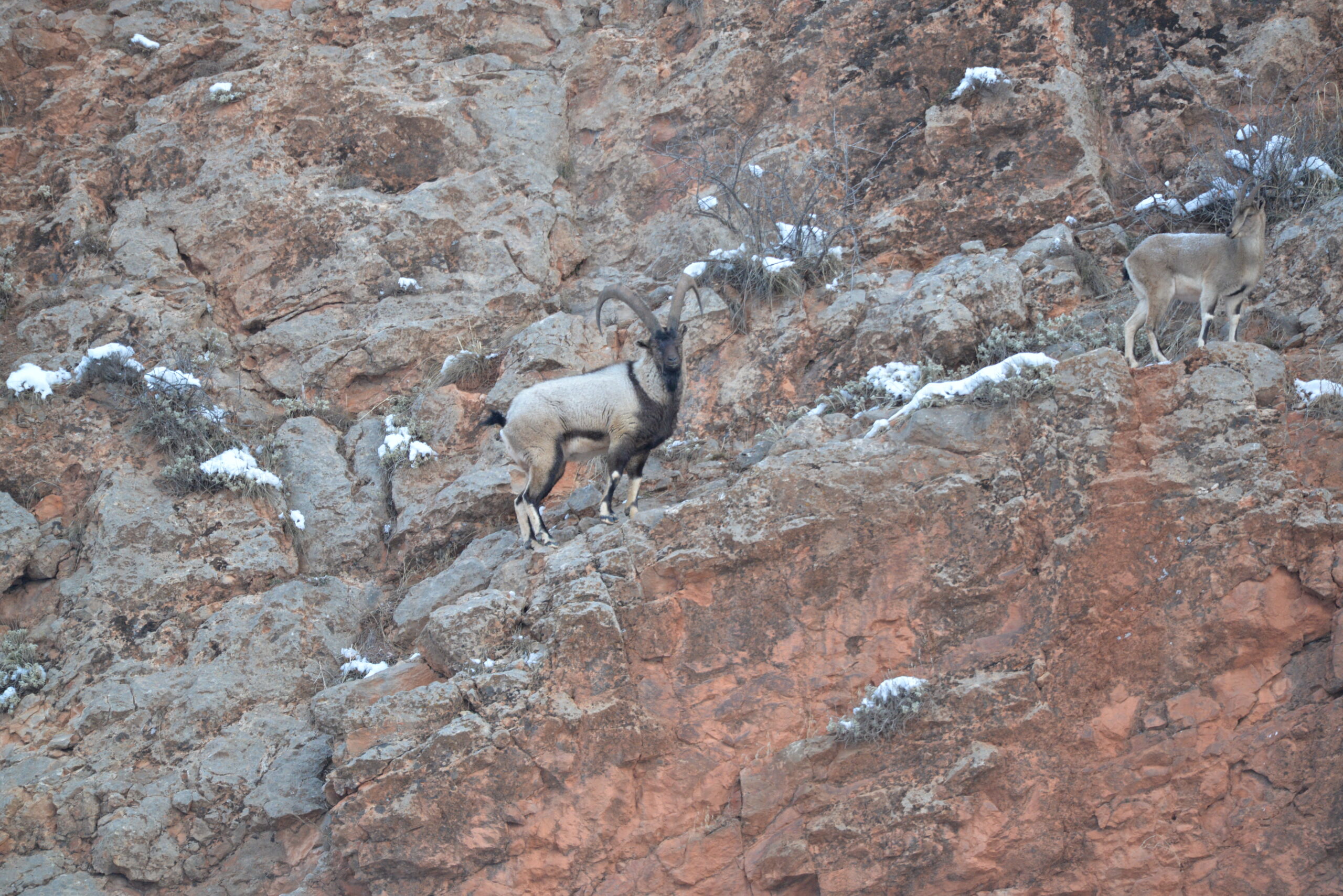Bezoar goat
