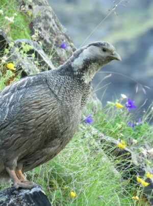 Caucasian Snowcock_© D. Shoshitashvili