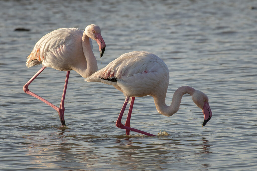 GRI 01 Flamingos Nikos Gallios