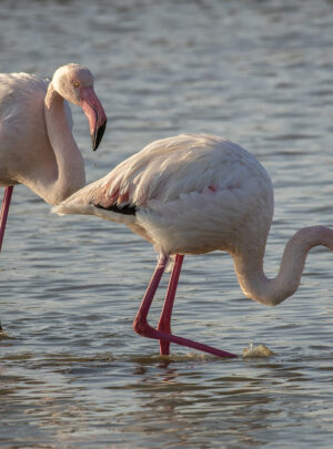 GRI 01 Flamingos Nikos Gallios