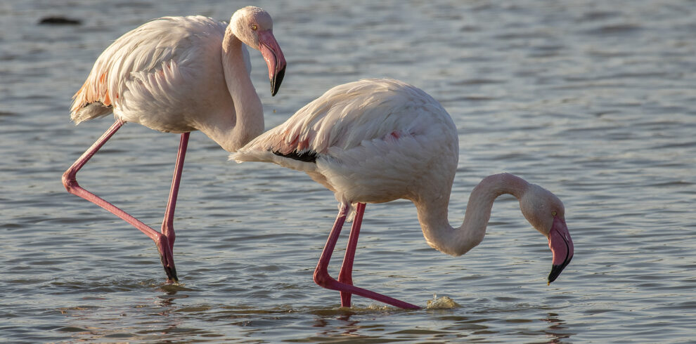 GRI 01 Flamingos Nikos Gallios