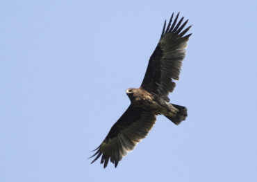 Greater Spotted Eagle © Alexander Rukhaia (2)