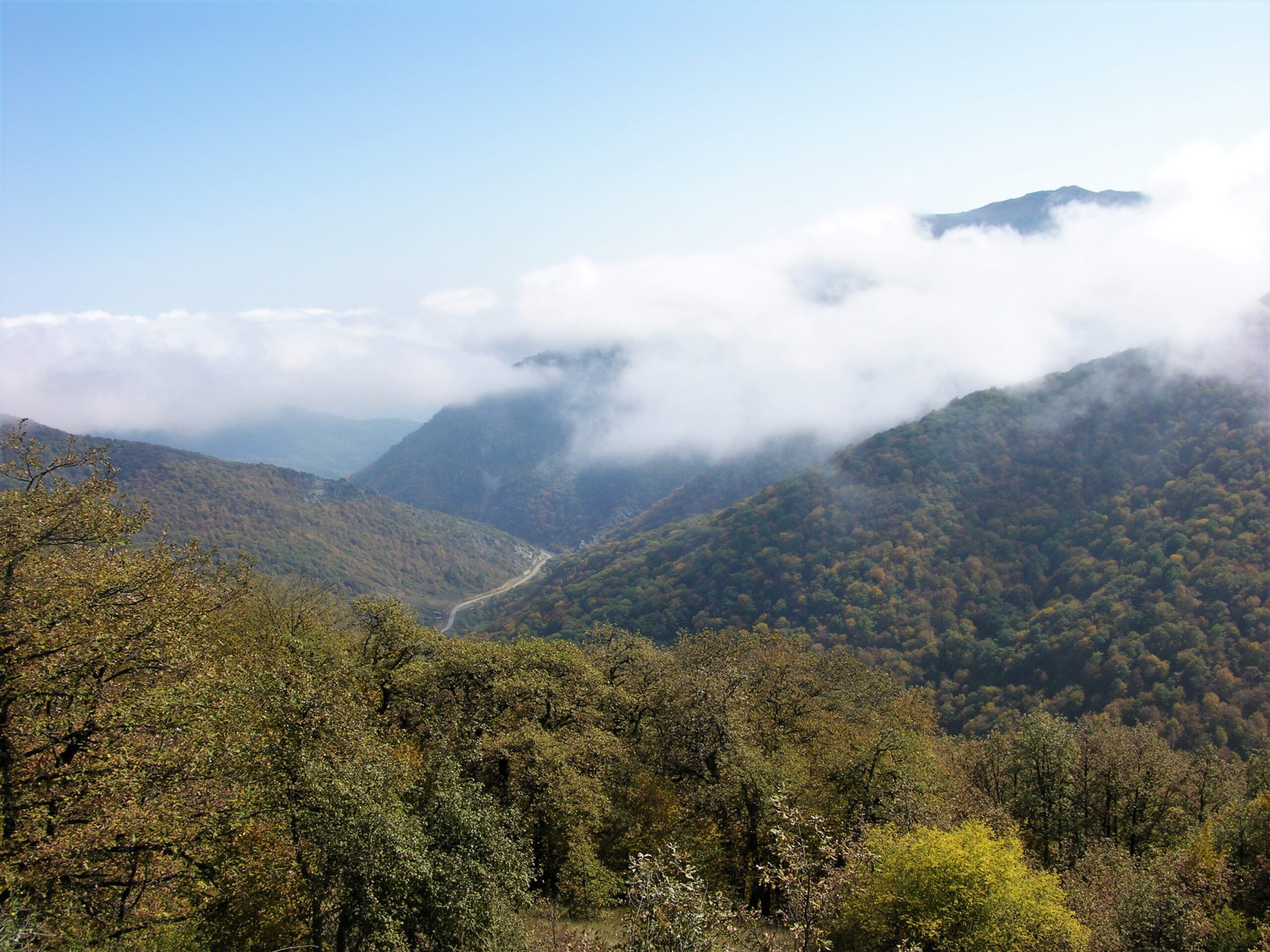 Habitat of wild cat