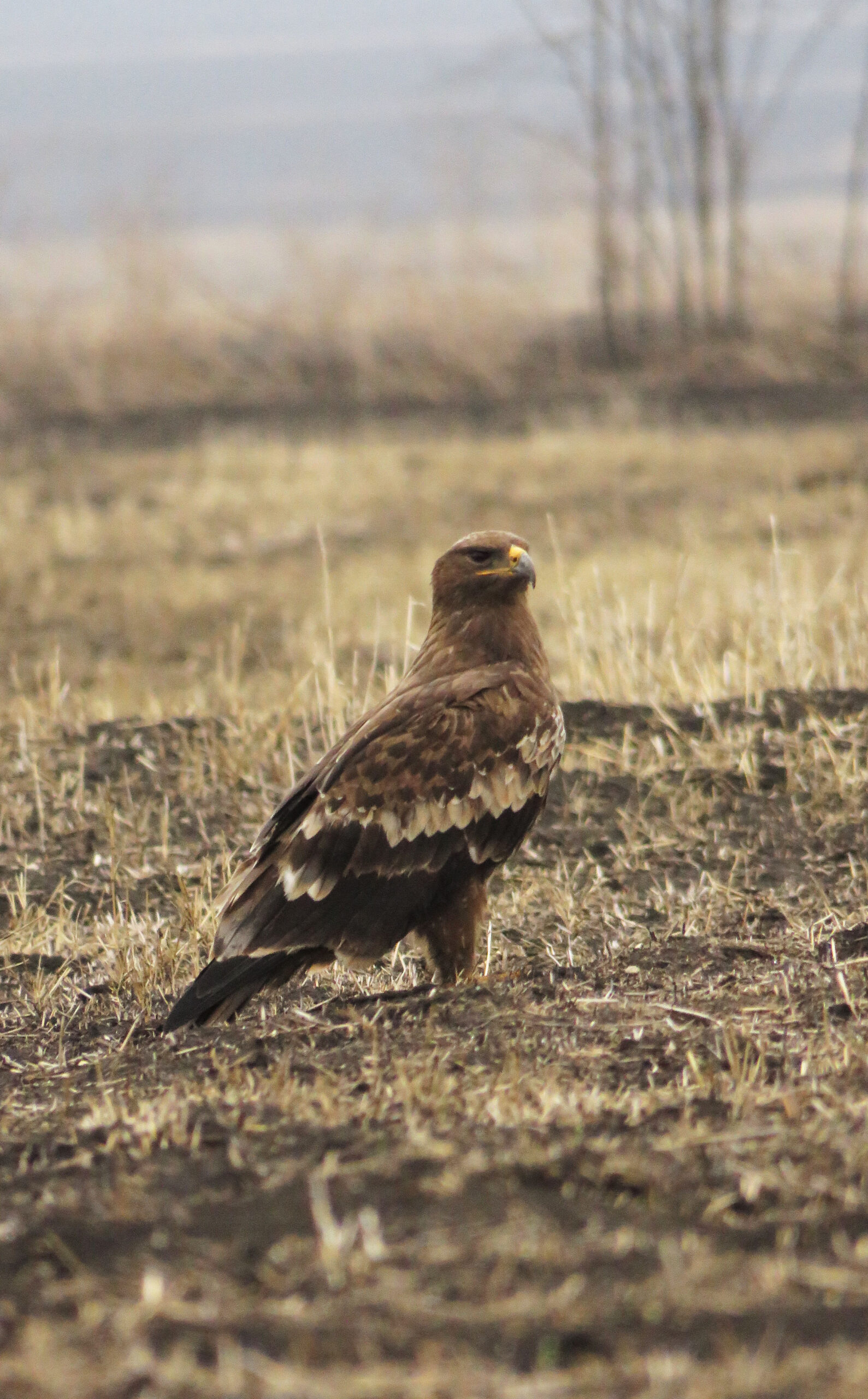 Imperial Eagle_© D. Shoshitashvili_Kakheti 2016 (2)