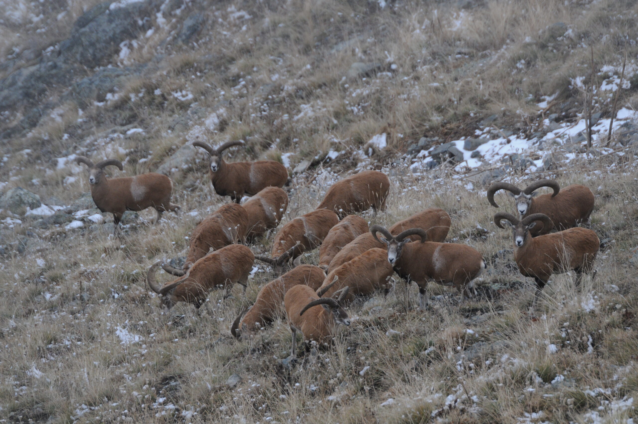 Mouflon (2)