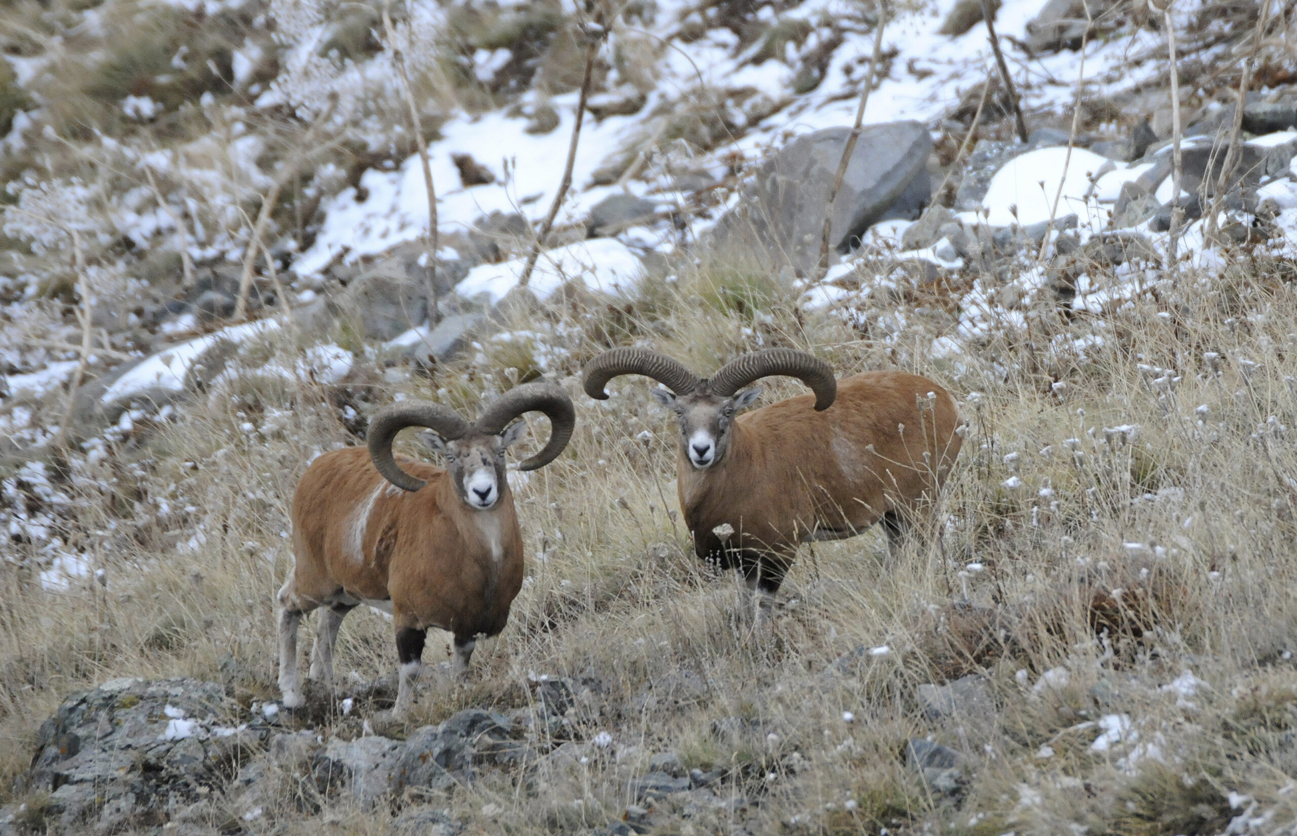 Mouflon