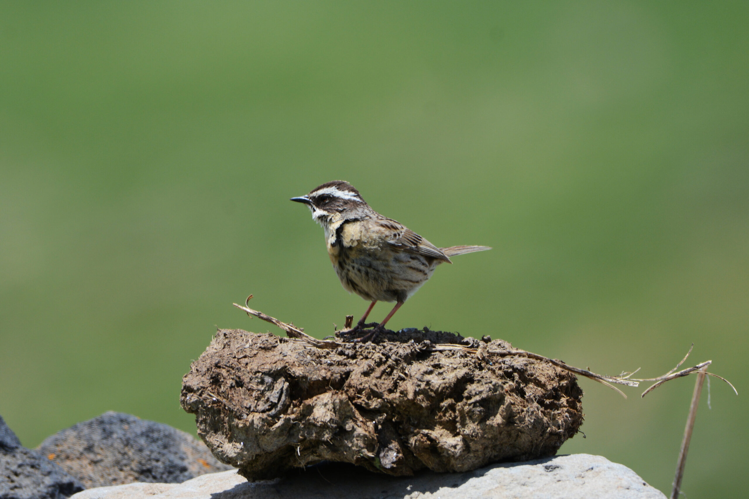 Radde's accentor_© A. Rukhaia