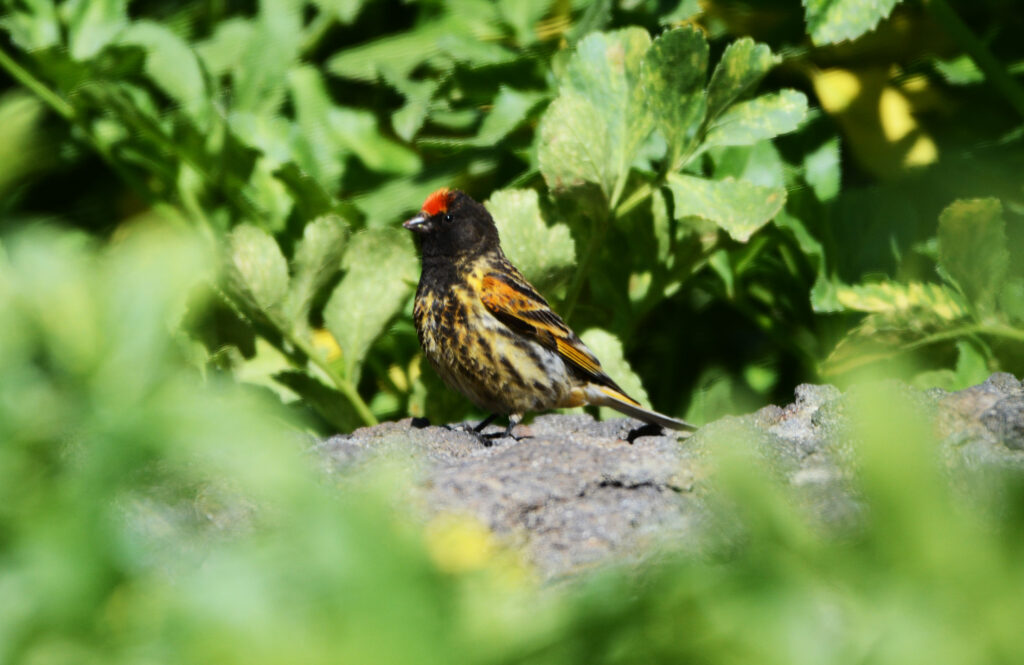 Red-fronted serin_© A. Rukhaia